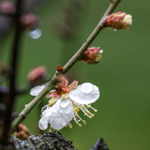 《雨中梅》