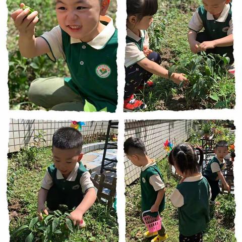 “快乐采摘，收获喜悦”—苗苗江南幼儿园