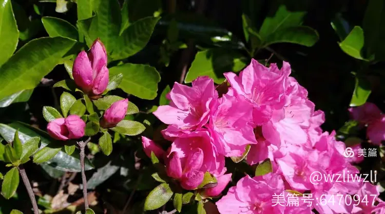 花叶玉簪的养殖方法