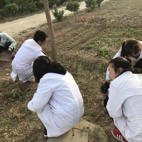 除杂草，齐动手——伏六卫生院除草记