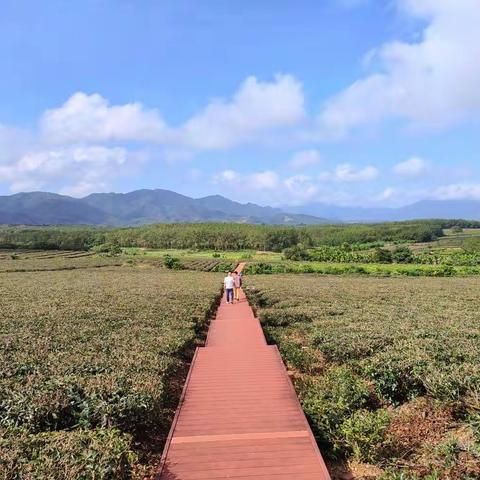 银球飞舞情千里