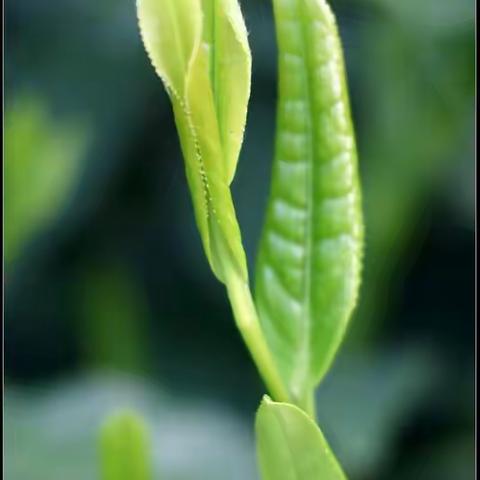 历史名茶～太平猴魁