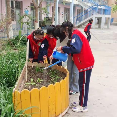 校园造林抚绿意 荫荫处处树栋梁——库尔勒市第二小学教育实践活动