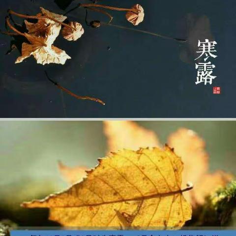 一年级晨诵―《寒露》