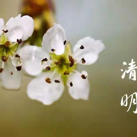 王庄镇开展“我们的节日——清明节”系列活动