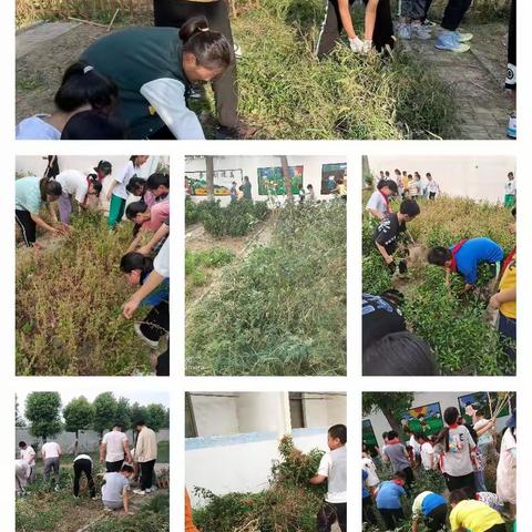 河阳学校《“三间”联动，劳动创造美》——劳动基地种植篇（三）