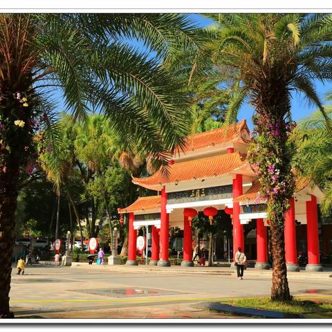 蝴蝶兰、石斛兰与刺葵的缘