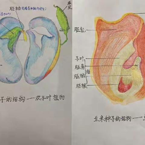 西安市第六中学初2022级15班优秀作业展评一