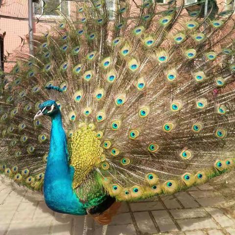 愿你们是永远奔腾的千里马