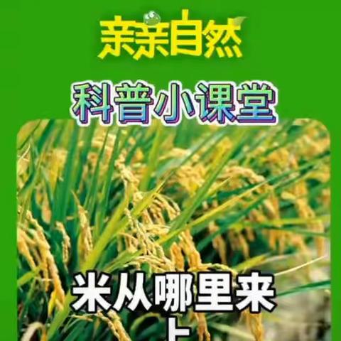 玛纳斯县园艺场中心幼儿园小三班“节约粮食，从我做起”线上主题教育活动