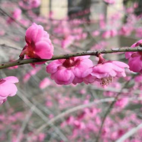 沐浴阳光，感受爱—刘河乡情小学四(2)班