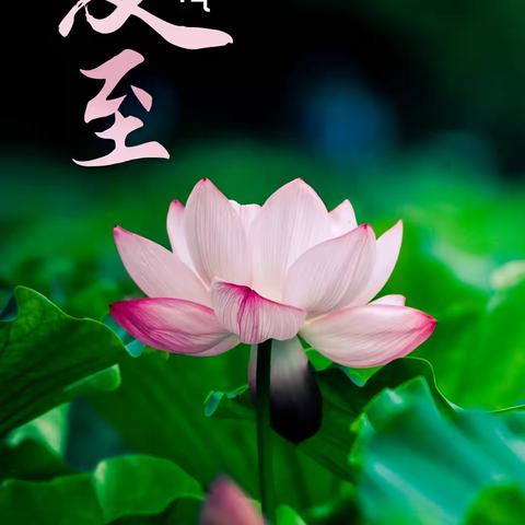 转山西路社区开展“夏至已至，安全勿忘”儿童消防安全知识线上宣传活动