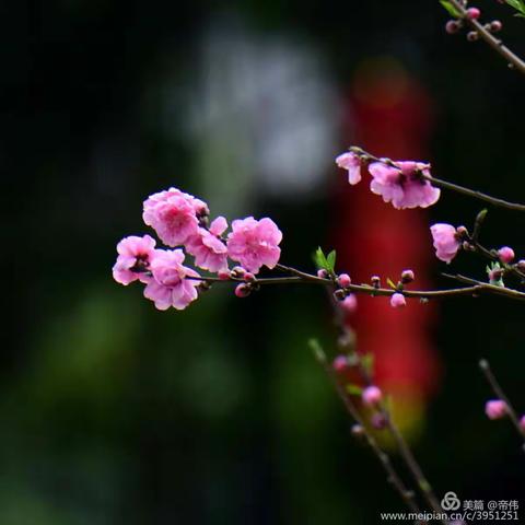 冬将过百花开，桃花灼灼迎春来