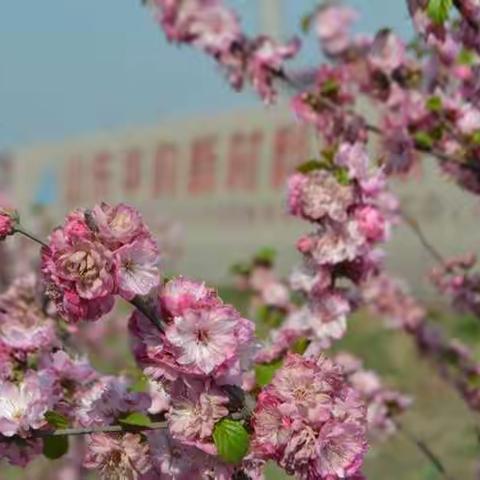 带你走进华韵的“花花”世界