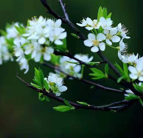 祁县（酥梨之乡）—— 梨花颂