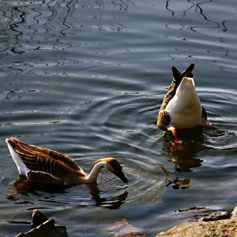 时来运转的美篇