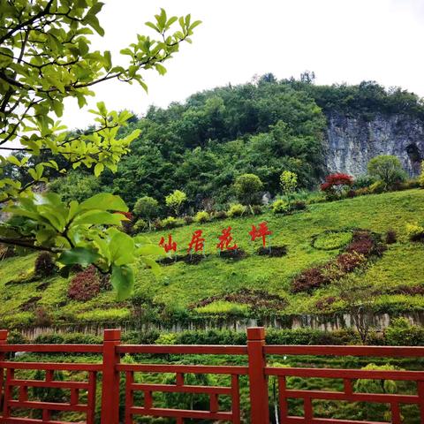 怀念花坪