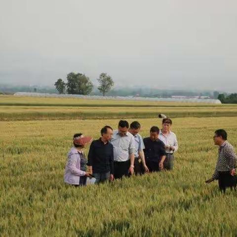 翼城县小麦绿色高质高效示范区顺利通过省市测产验收