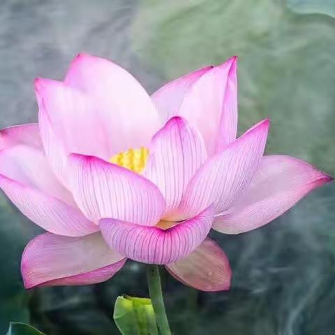 玩出美好生活008~改善情绪的穴位按摩🌹