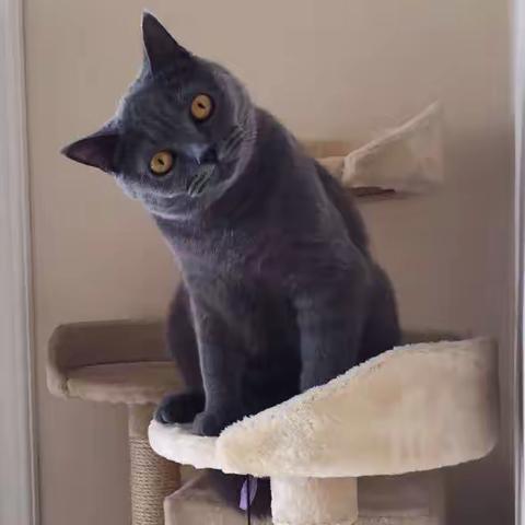 我有一只猫