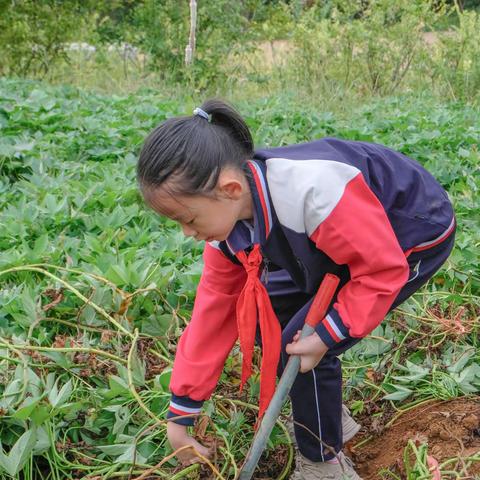 喜迎二十大，童心迎国庆——南明小学四（3）班秋收研学活动