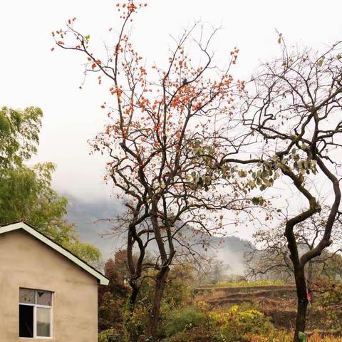 秋游甜柿子乡_錾字石村