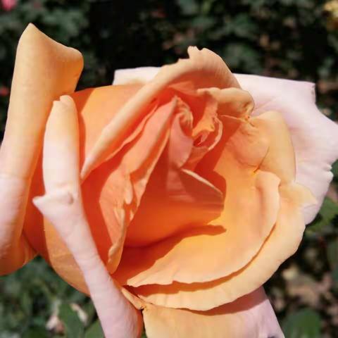 季翠兰小区花🌸园月季花展