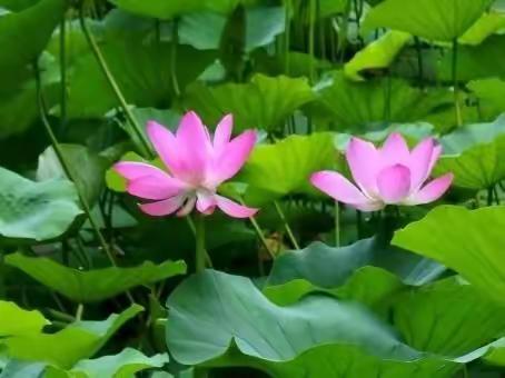 赏夏荷（七绝二首）