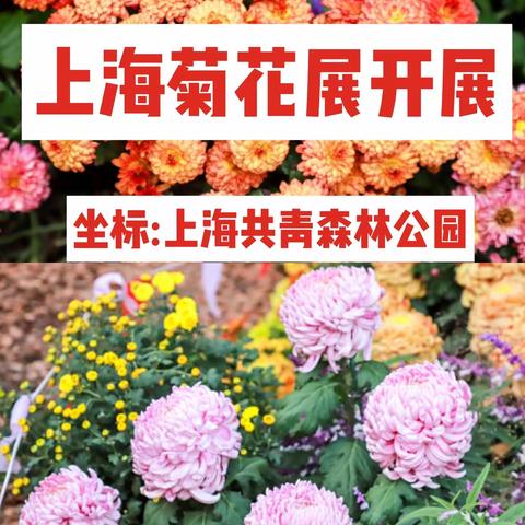 共青森林公园赏菊