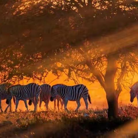 《旅琼摄影》第102期