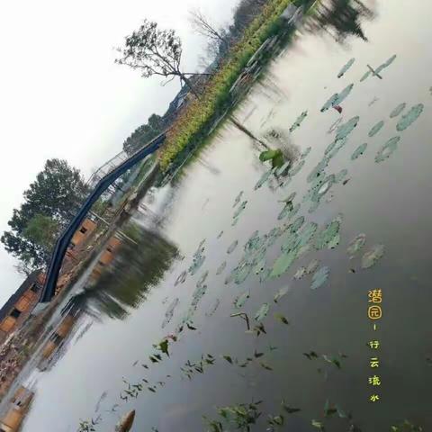 潜园雨莲