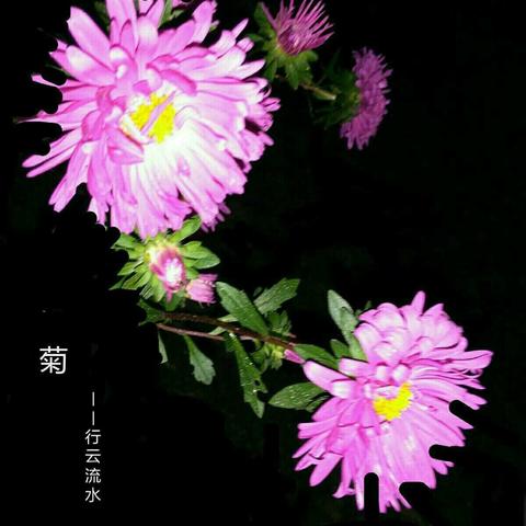 菊花娇艳，人生完美。