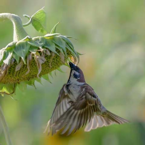 伟大的母爱，灵性的动物