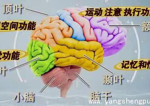 大脑的力量:改变教育的脑神经科学