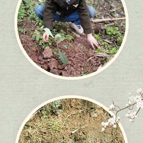 种一抹新绿，让我们与树苗一起茁壮成长—淯江小学三年级植树节行动