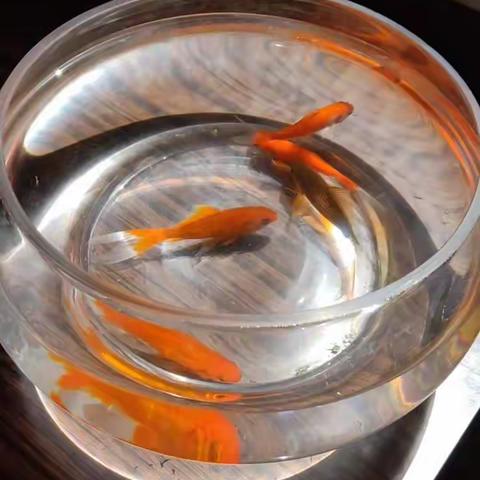 小金鱼，一路走好