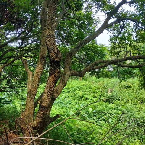 锦江近西烟水绿。新雨山头荔枝熟。