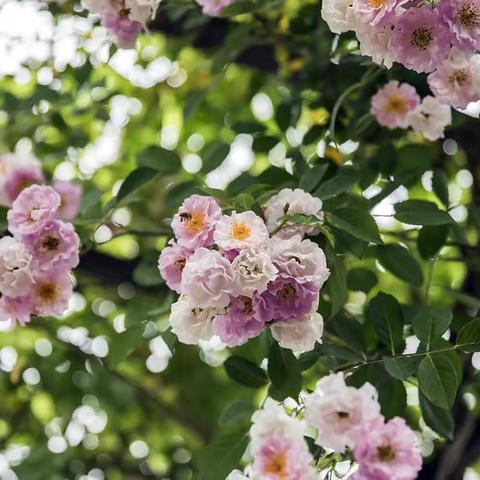 家里的花
