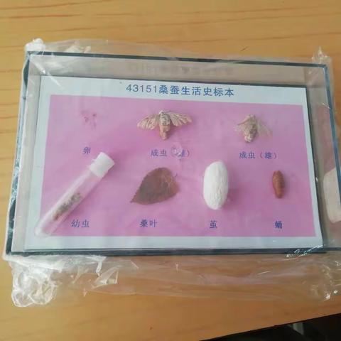 昆虫