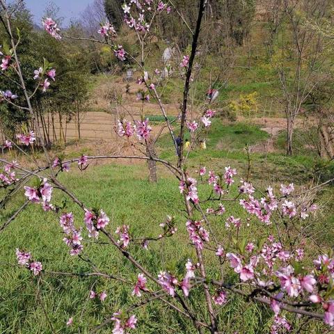 山花烂漫时，扫墓寄哀思