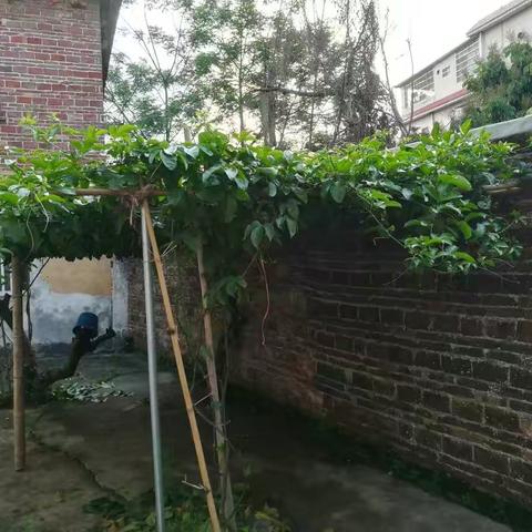 自家院里的百香果（鸡蛋果）