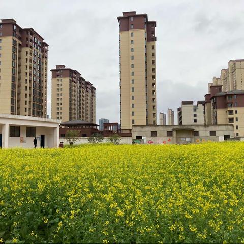 将春天藏在这校园里——中堡小学