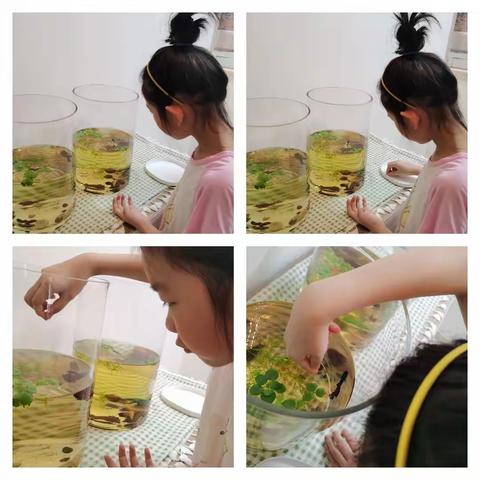 【养鱼日记】🐠