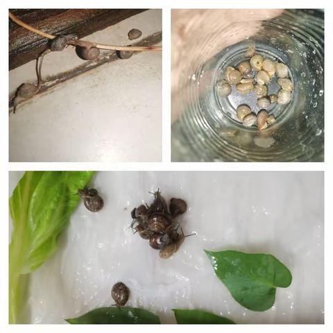 🐌🍃《蜗牛养成记》
