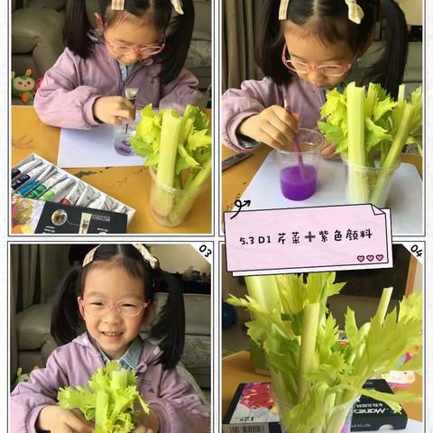 芹菜水培