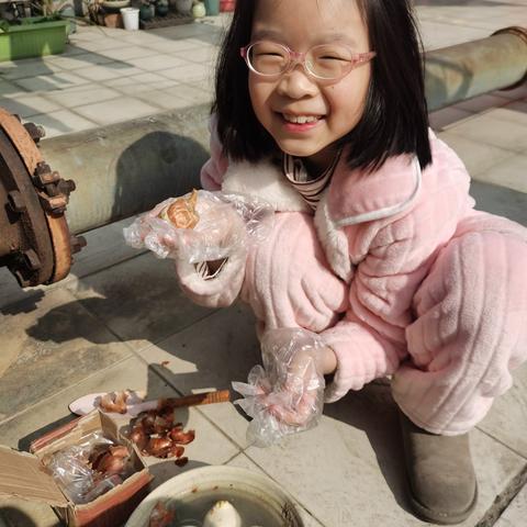 郁金香🌷盆栽种植