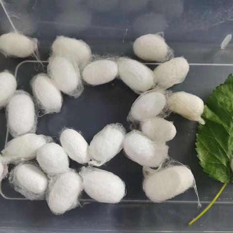 我的养蚕日记