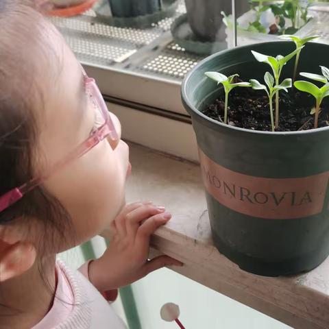 🌸🍃凤仙花观察记录（更新中）