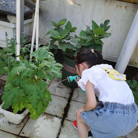 西葫芦🌱生长过程【记录】