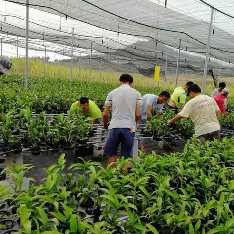 ［乐妹村简讯］乐妹村去云南培训学习的全体学员到兰花基地参加义务劳动。